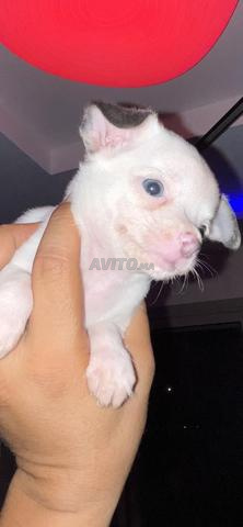 Chiot chihuahua blanc exotique - 2