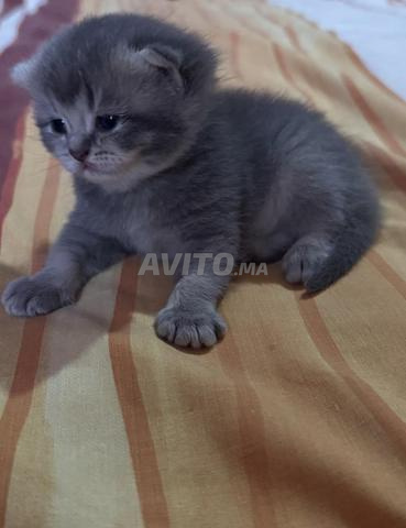 بريتيش شورت هير سكوتش ستريت - 2