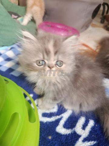 Femelle persan adorable - 2