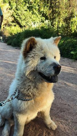 Chow chow femelle pure race 3ans - 2