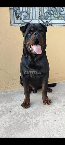 Mâle Rottweiler - 2
