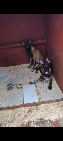 Malinois mâle femelle 3 mois - 2