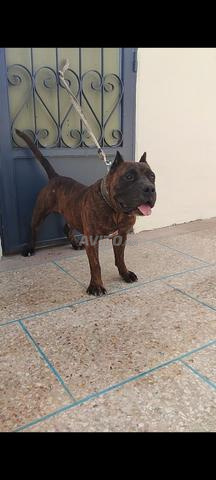 Mâle Presa Canario à vendre - 2