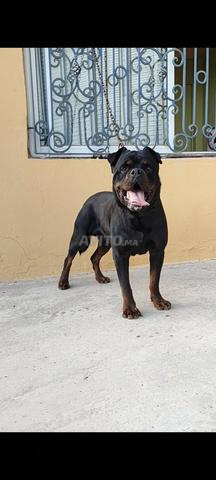 Mâle Rottweiler - 2