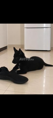 Malinois noir - 2