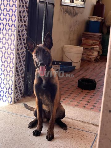 Malinois charbonnée avec carnet de vaccin 4 mois - 2