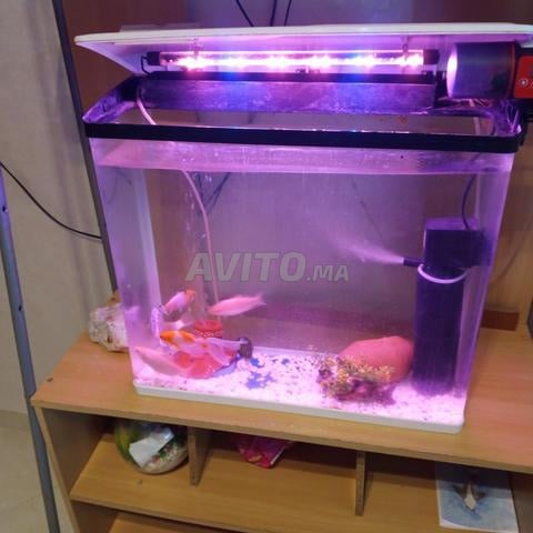Aquarium 50 litres