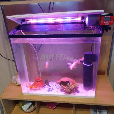 Aquarium 50 litres
