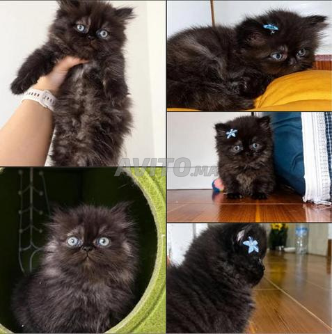 Une petite boule de bonheur à vendre ❤️ - 2