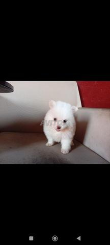 Spitz Pomeranian - 2