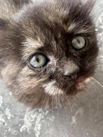 Chat Siamois