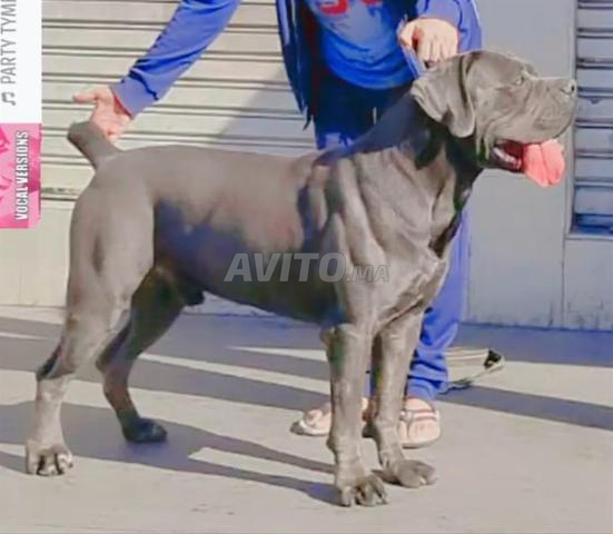 CHIOTS CANE CORSO - 2