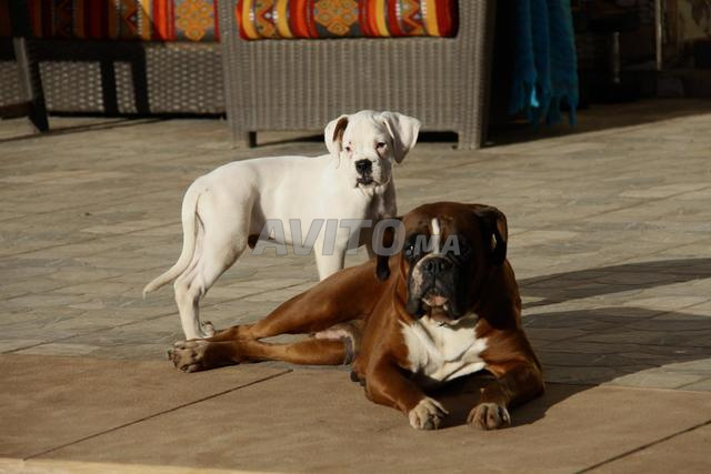 Chiot Boxer Blanc Pedigree Mâle - 2