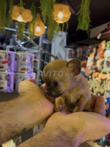 Chihuahua miniature - 2