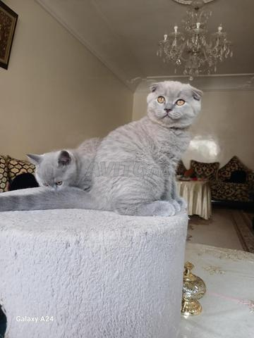 Chatons Scottish Fold et Straight disponibles, 2 mois, disponibles à Casablanca - 2