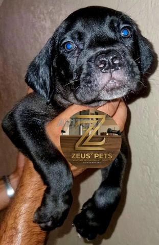 Chiots Cane Corso - 2