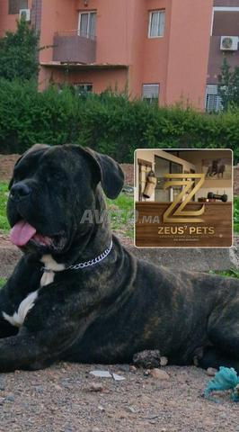 Cane Corso
