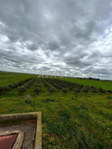 À VENDRE – TERRAIN AGRICOLE PLANTÉ ET ÉQUIPÉ - 2