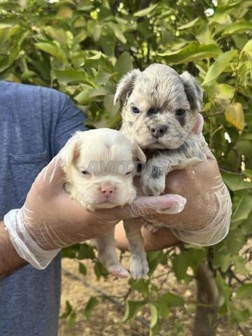 Magnifique chiot Bulldog français fluffy - 2