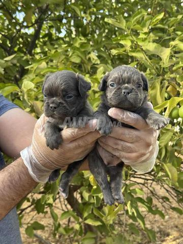 Magnifique chiot Bulldog français fluffy