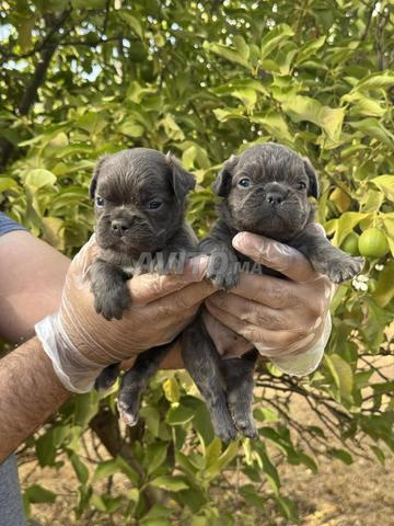 Magnifique chiot Bulldog français fluffy