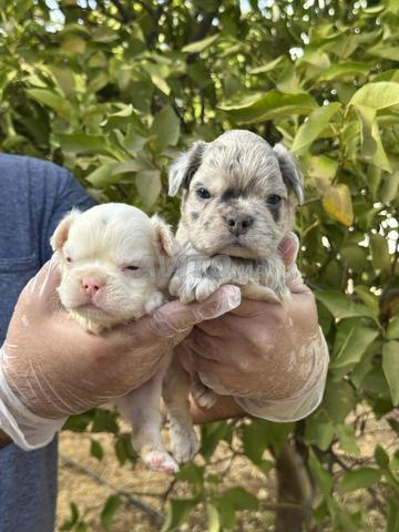 Magnifique chiot Bulldog français fluffy