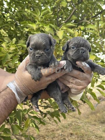 Magnifique chiot Bulldog français fluffy