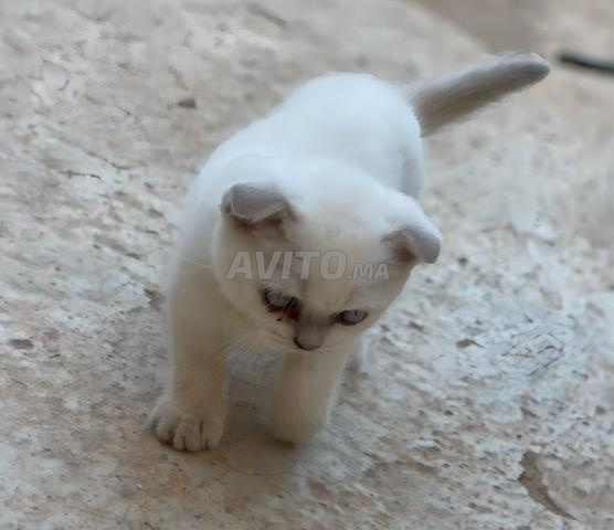 قط سكوتش فولد للبيع - 2