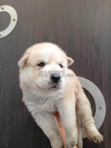 Chowchow croisé à vendre - 2