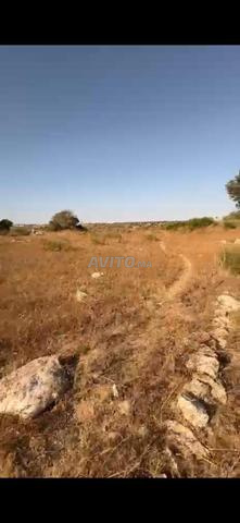 أرض مصدقة للبيع