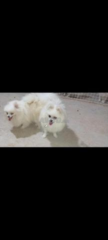Spitz Pomeranian - 2