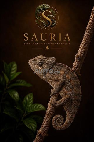 Caméléons - Sauria - 2