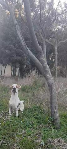 Pointer de 11 mois - 2