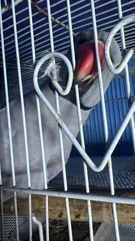 perruche à collier mâle de mutation gris