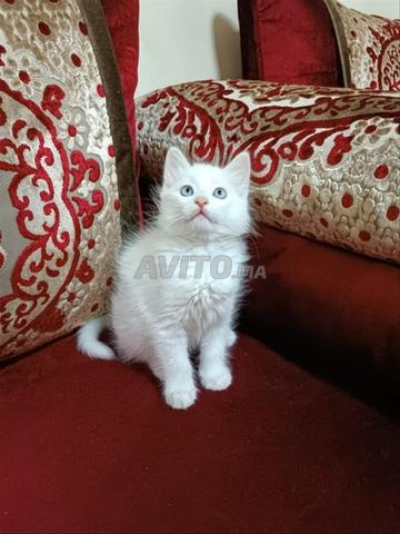Chat Angora Turc - 2