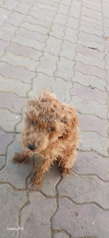 بودل مصغر - 2