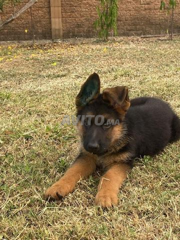 Magnifique portée de Berger Allemand pedigree