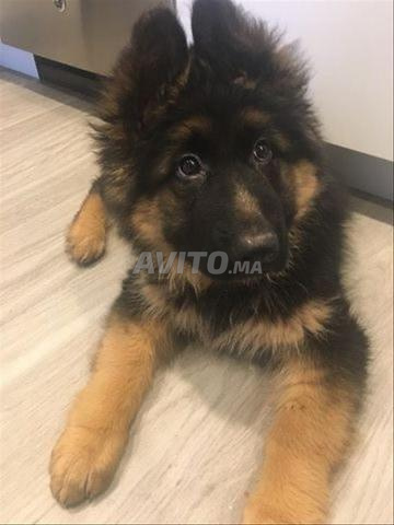 Magnifique portée de Berger Allemand pedigree