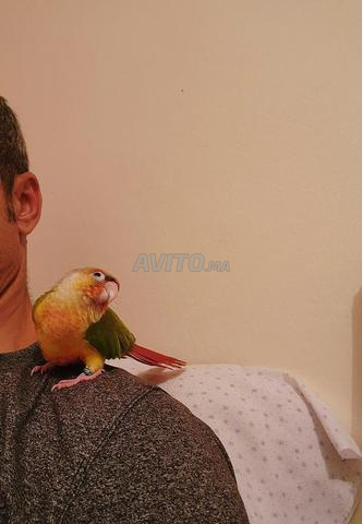 أناناس بورتور سانشيك - 2