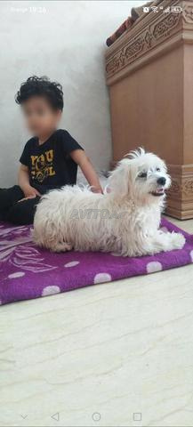 Chienne à vendre - 2
