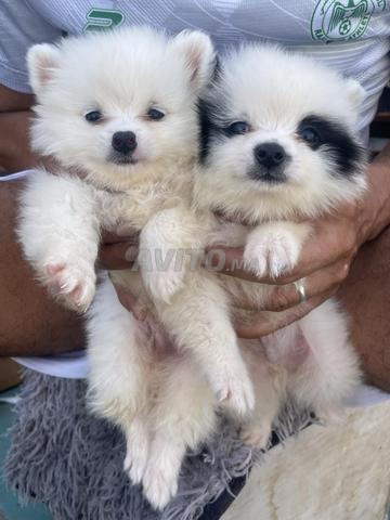 Spitz allemand - 2