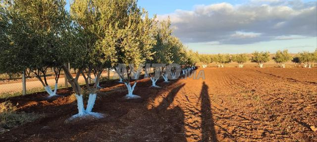 5 HECTARES A VENDRE - 2