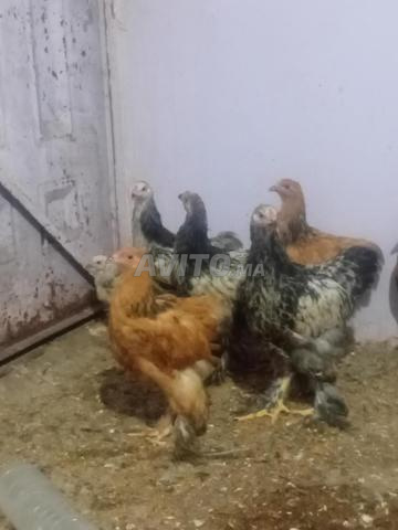 Disponible 7 Brahma 3 mâles et 4 femelles