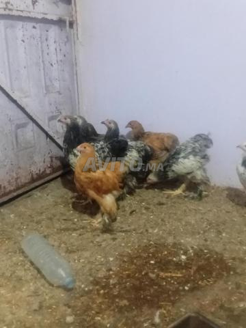Disponible 7 Brahma 3 mâles et 4 femelles - 2