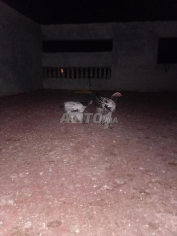 زوج براهما عمره 6 أشهر للبيع - 2