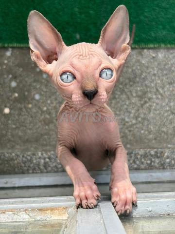 Chaton Sphynx - 2