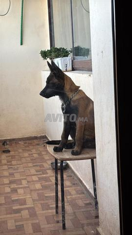 Malinois mâle charbonné 2,5 mois - 2