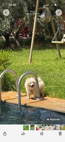 Chienne Spitz - 2