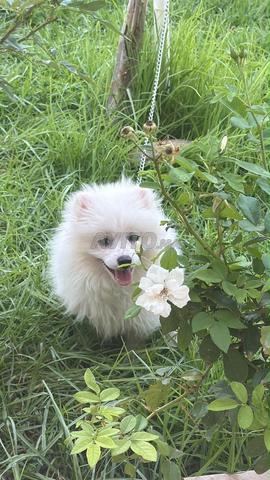 Chienne Spitz