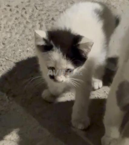 Chatons à adopter - 2